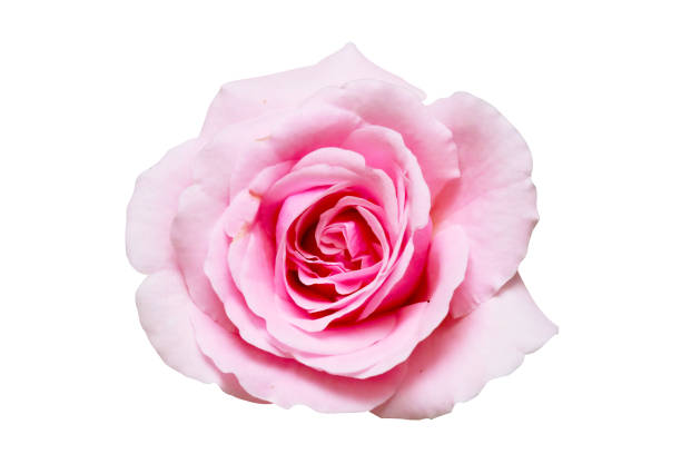 różowa róża izolowana ze ścieżką przycinającą na białym tle. - rose anniversary flower nobody zdjęcia i obrazy z banku zdjęć