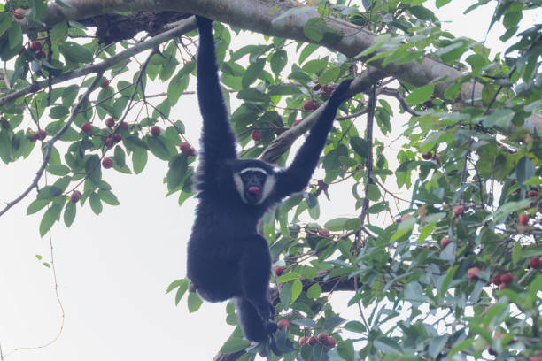 tier : adulter agiler gibbon (hylobates agillis), auch bekannt als schwarzhandgibbon. - gibbon rainforest animal ape stock-fotos und bilder