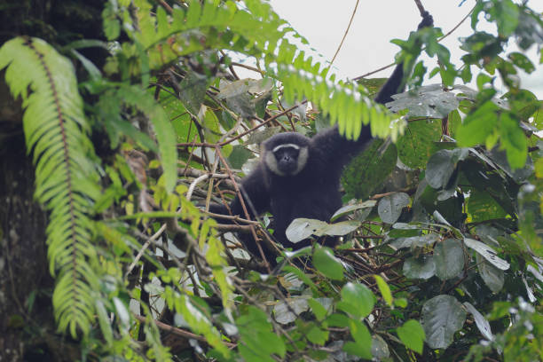 tier : adulter agiler gibbon (hylobates agillis), auch bekannt als schwarzhandgibbon. - gibbon rainforest animal ape stock-fotos und bilder