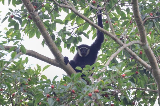 tier : adulter agiler gibbon (hylobates agillis), auch bekannt als schwarzhandgibbon. - gibbon rainforest animal ape stock-fotos und bilder