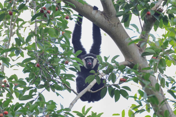 tier : adulter agiler gibbon (hylobates agillis), auch bekannt als schwarzhandgibbon. - gibbon rainforest animal ape stock-fotos und bilder