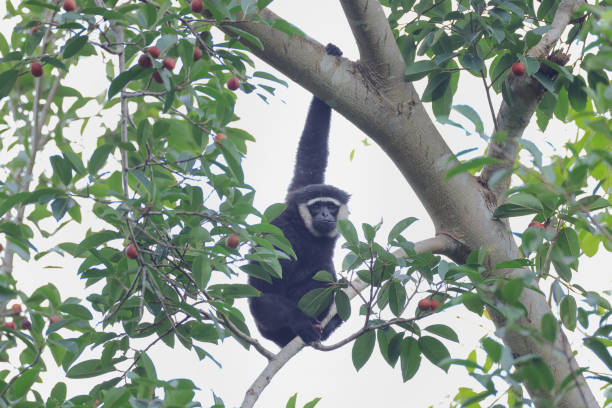 tier : adulter agiler gibbon (hylobates agillis), auch bekannt als schwarzhandgibbon. - gibbon rainforest animal ape stock-fotos und bilder