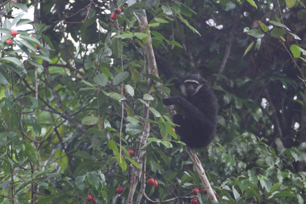 tier : adulter agiler gibbon (hylobates agillis), auch bekannt als schwarzhandgibbon. - gibbon rainforest animal ape stock-fotos und bilder