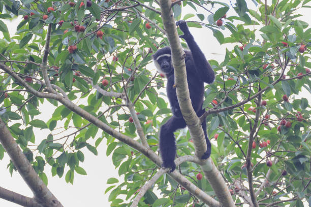 tier : adulter agiler gibbon (hylobates agillis), auch bekannt als schwarzhandgibbon. - gibbon rainforest animal ape stock-fotos und bilder