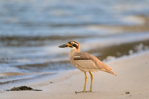 Closed up the sea bird, adult Beach thick-knee also known as Beach stone-curlew, low angle view, side shot, in the warm morning light standing on the coastline covered with rock in nature of tropical climate, on the small islands of Andaman Sea, southern Thailand.