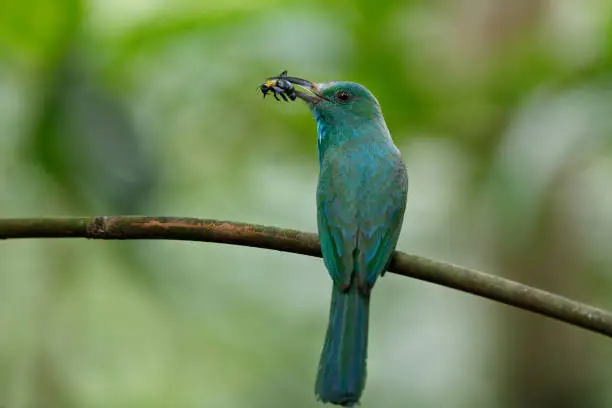 Photo of Bee-eater bird : adult Blue bearded bee-eater (Nyctyornis athertoni).