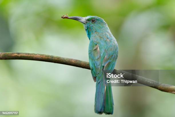 Beeeater Bird Adult Bluebearded Beeeater Stock Photo - Download Image Now