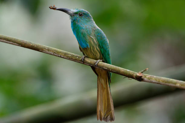 istock Bee-eater bird : adult Blue-bearded bee-eater (Nyctyornis athertoni). 1452017119