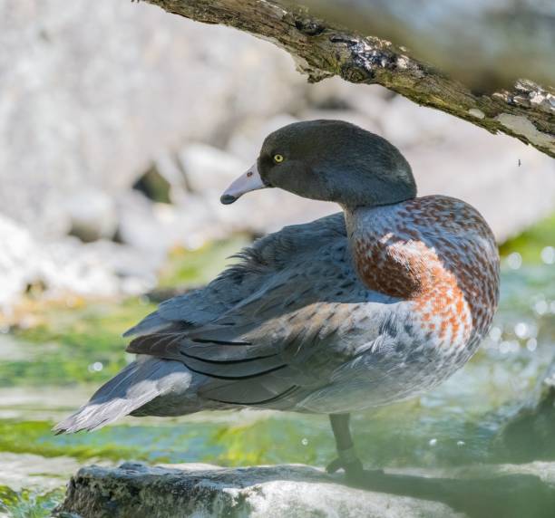 Selective of a whio (Hymenolaimus malacorhynchos) by the water