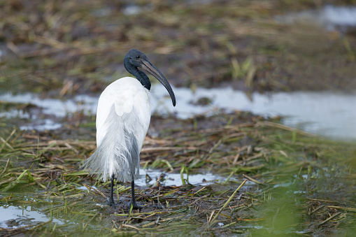 Beautiful wader bird, adult Black-headed ibis, also known as Oriental white ibis, Indian white ibis and Black-necked ibis, low angle view, rear shot, standing on the agriculture field covered with mudflat in nature of tropical climate, central Thailand.