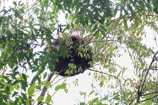 Closed up adult Binturong, also known as bearcat, uprisen angle view, side shot, in the morning napping on the branch of tropical tree in nature of tropical rainforest under the clear sky, wildlife sanctuary in southern Thailand.