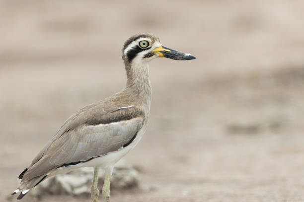 istock Thick-knee bird : adult great thick-knee or great stone-curlew (Esacus recurvirostris). 1452022043