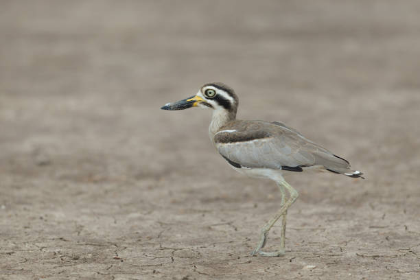 istock Thick-knee bird : adult great thick-knee or great stone-curlew (Esacus recurvirostris). 1452022044