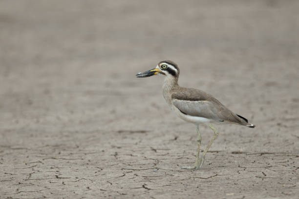 istock Thick-knee bird : adult great thick-knee or great stone-curlew (Esacus recurvirostris). 1452022045