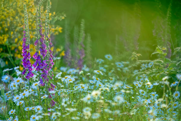 Wildflowers on Vancouver Island, British Columbia