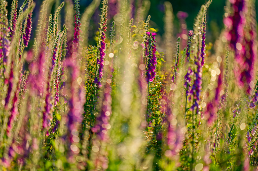 Close-up of wildflowers on a green spring summer meadow. Natural floral landscape field. Flower bloom on a country garden. Blooming flowers in a park