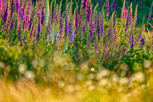 Beautiful Cosmos flowers field and tree with mountain and blue sky, Landscape photo