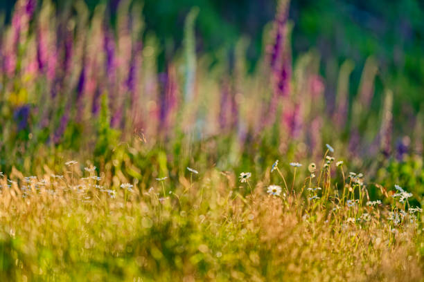 Wildflowers on Vancouver Island, British Columbia