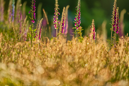 Wildflowers on Vancouver Island, British Columbia