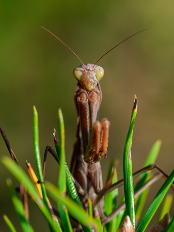 Macro shot of a praying mantis sitting on a flower stem.