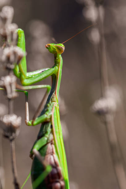 istock Big green praying mantis on dried lavender flowers 1452022835
