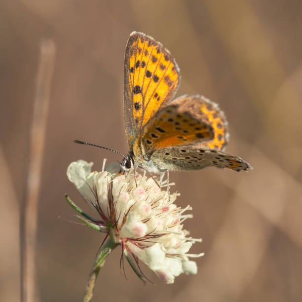 istock An orange butterfly sits on a white flower 1452022903