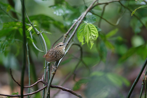 Beautiful small bird, adult Eyebrowed wren-babbler, low angle view, side shot, in the morning perching on the small twig of tropical tree in nature of tropical moist montane forest, national park on high mountain in northern Thailand.
