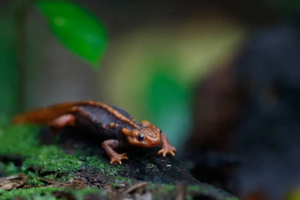 Closed up adult Himalayan newt, crocodile newt, Himalayan salamander, crocodile salamander or red knobby newt, low angle view, front shot, foraging on the wet rock covering with green moss in nature of tropical moist montane forest, national park on high mountain in northern Thailand.