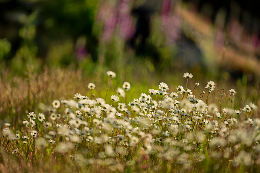 Wildflowers on Vancouver Island, British Columbia