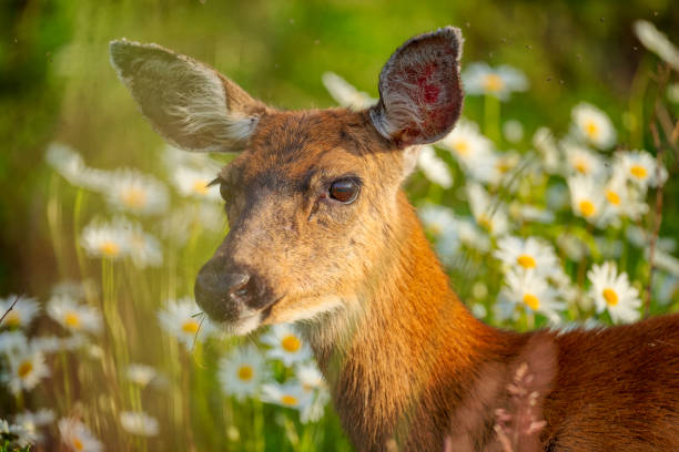 Mule deer on Vancouver Island, British Columbia