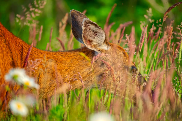 Mule deer on Vancouver Island, British Columbia