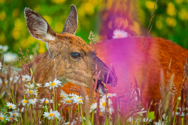 This image shows a single white-tailed deer (odocoileus virginianus) grazing in a lilac hedge near dusk.