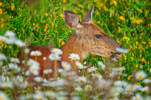 A male Yezo shika deer (Cervus nippon yesoensis) grazes on wildflowers in Shiretoko National Park and World Heritage Site, Hokkaido, Japan
