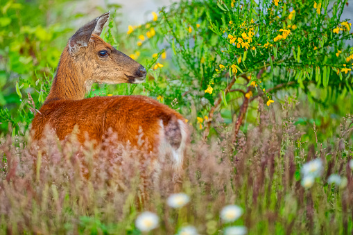 Mule deer on Vancouver Island, British Columbia