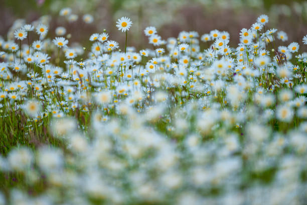 Wildflowers on Vancouver Island, British Columbia