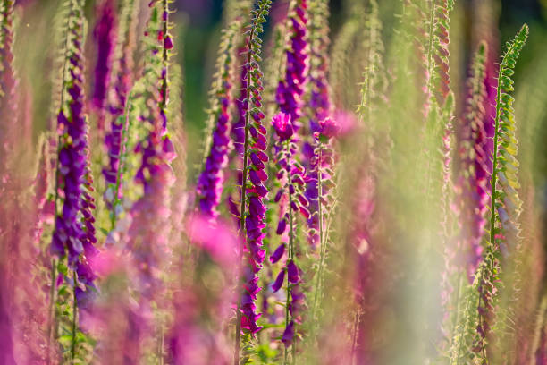 Wildflowers on Vancouver Island, British Columbia