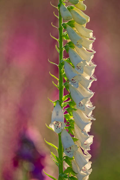 Wildflowers on Vancouver Island, British Columbia