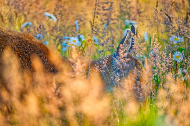 Mule deer on Vancouver Island, British Columbia