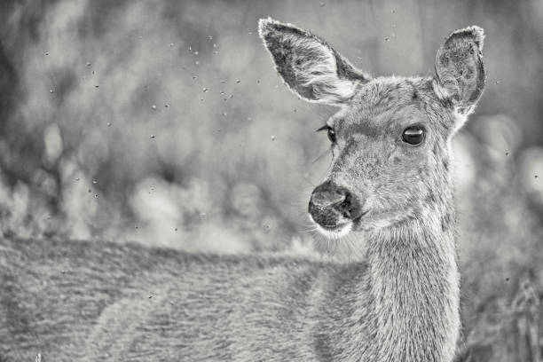 Mule deer on Vancouver Island, British Columbia