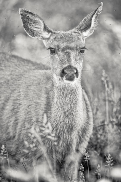 istock Vancouver Island British Columbia 1452023977