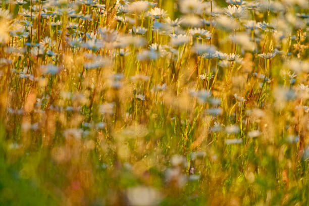 Impressions of the Nature in Austria