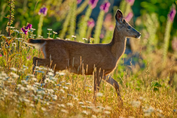 Mule deer on Vancouver Island, British Columbia