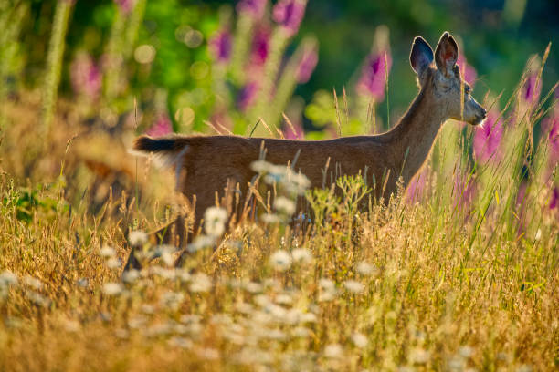 istock Vancouver Island British Columbia 1452024015