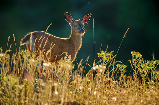 Beautiful doe and fawn (Capreolus capreolus) standing in a meadow.