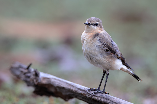 Closed up small bird, adult Northern wheatear or wheatear, low angle view, side shot, perching on the fallen branch of the palm tree in the morning in nature of agriculture field in northern Thailand.