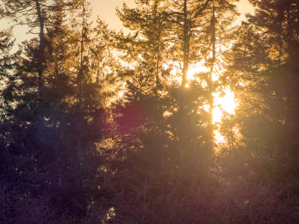 istock Vancouver Island British Columbia 1452024108