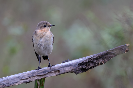 Closed up small bird, adult Northern wheatear or wheatear, low angle view, front shot, perching on the fallen branch of the palm tree in the morning in nature of agriculture field in northern Thailand.