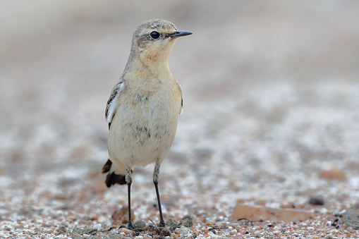 Closed up small bird, adult Northern wheatear or wheatear, low angle view, front shot, standing on the ground in the morning in nature of agriculture field in northern Thailand.