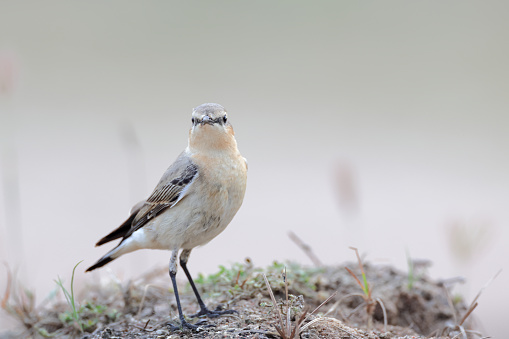 Closed up small bird, adult Northern wheatear or wheatear, low angle view, side shot, walking on the ground in the morning in nature of agriculture field in northern Thailand.