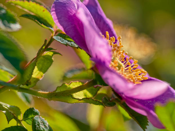 Wild rose flowers on Vancouver Island, British Columbia